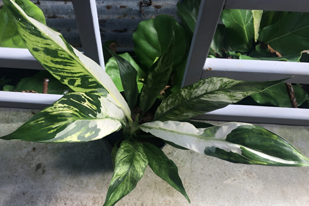 Variegated Peace Lily