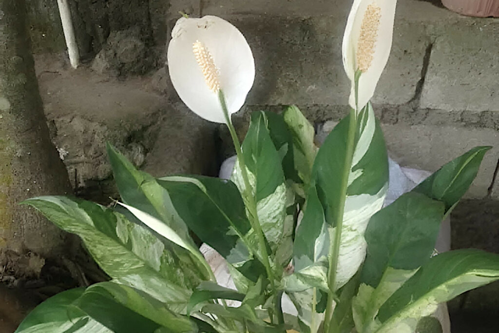 Variegated Peace Lily - Care and Propagation