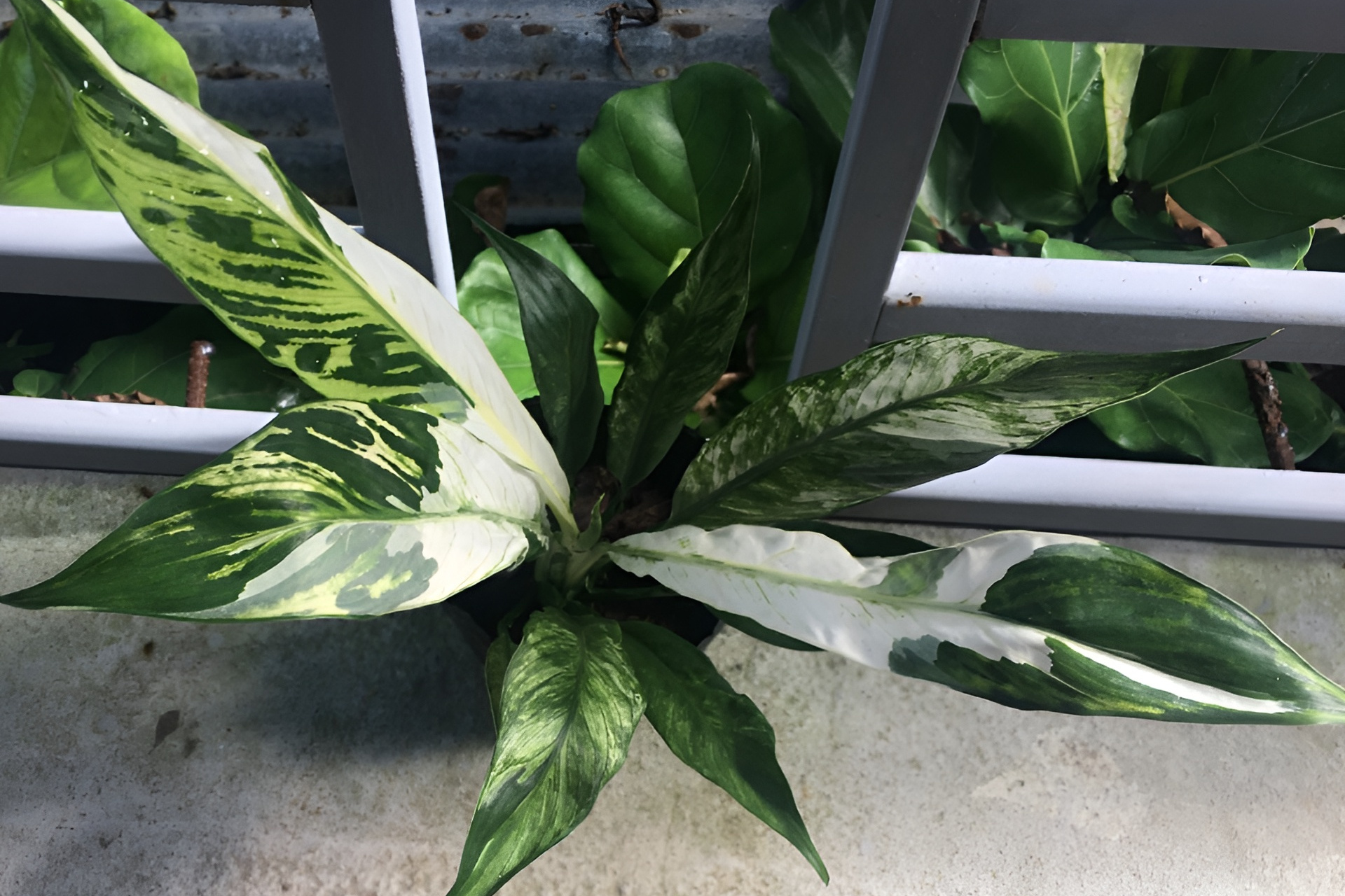 Variegated Peace Lily Plant