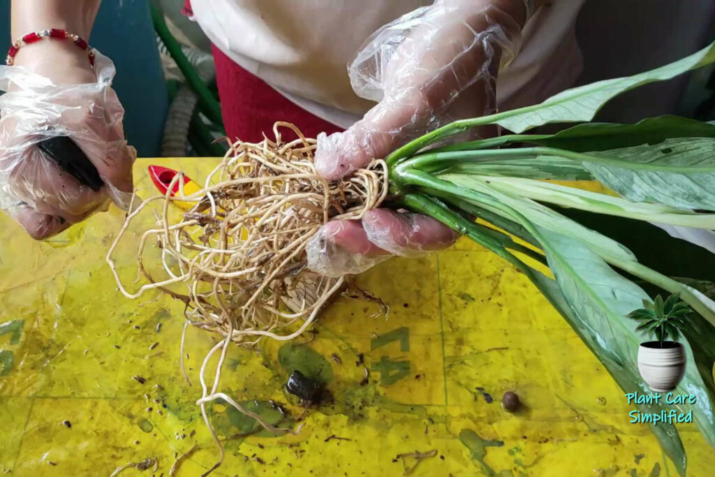 sterilize roots of variegated peace lily before positioning in the LECA balls