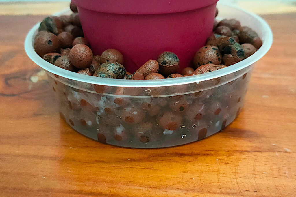 creating humidity for a plant using LECA balls