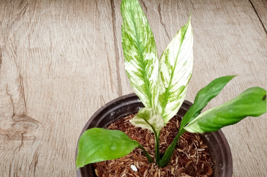 How Do You Re-pot a Variegated Peace Lily?