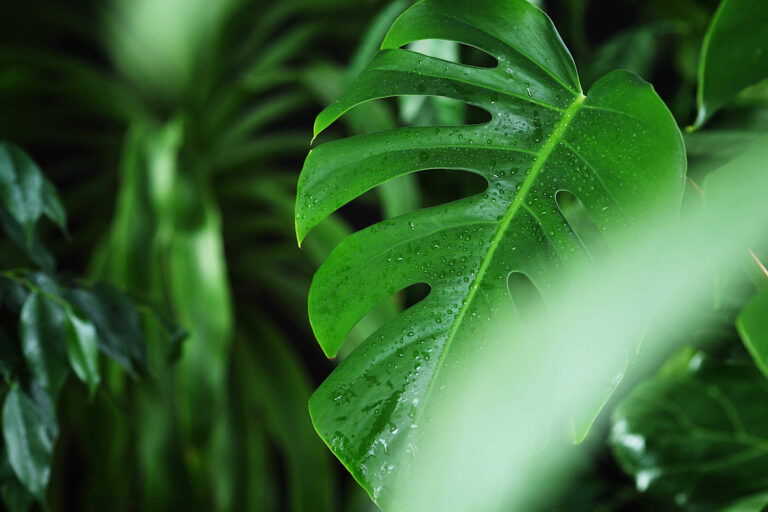 Bringing the Jungle Inside -Why You Should Keep Monstera as a Houseplant