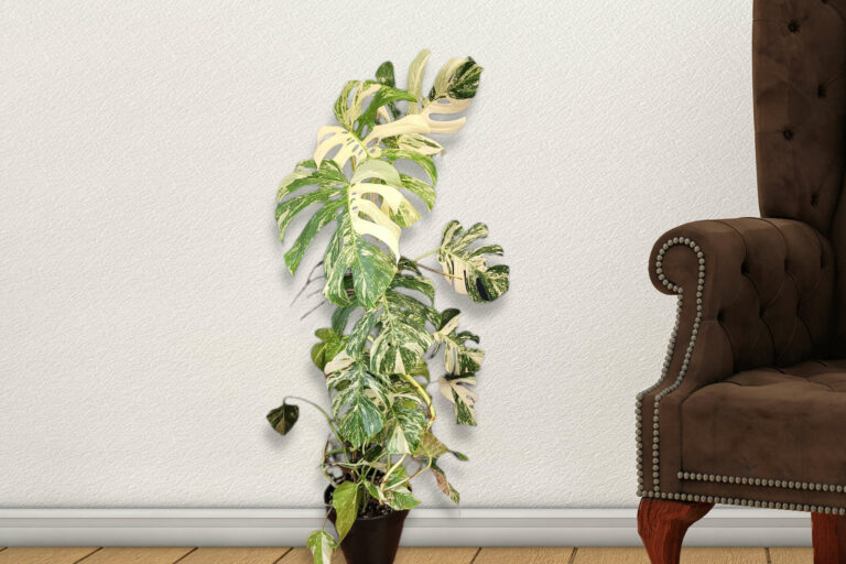 Caring for Your Monstera Variegata