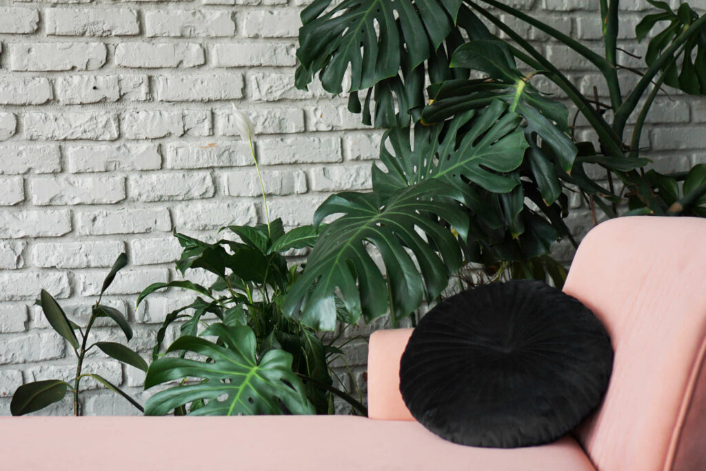 Enhancing Visual Interest in Your Space with Monstera
