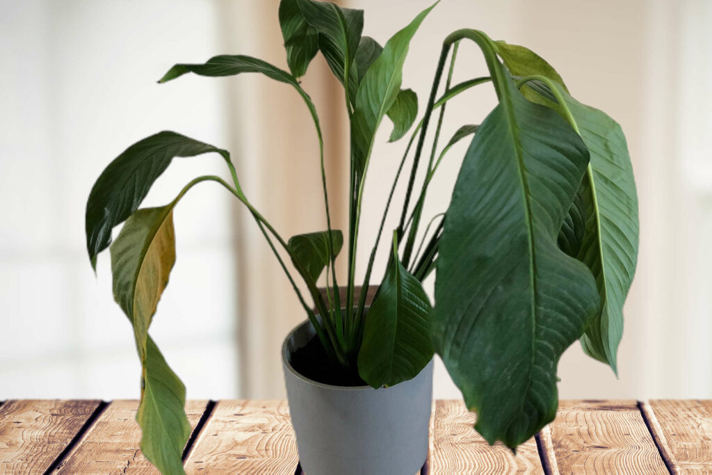 How to Fix Peace Lily Drooping Issues