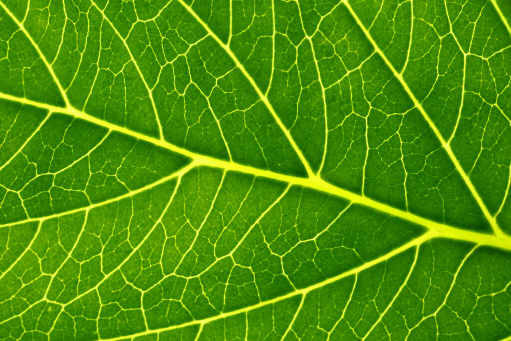 Leaf Anatomy and light