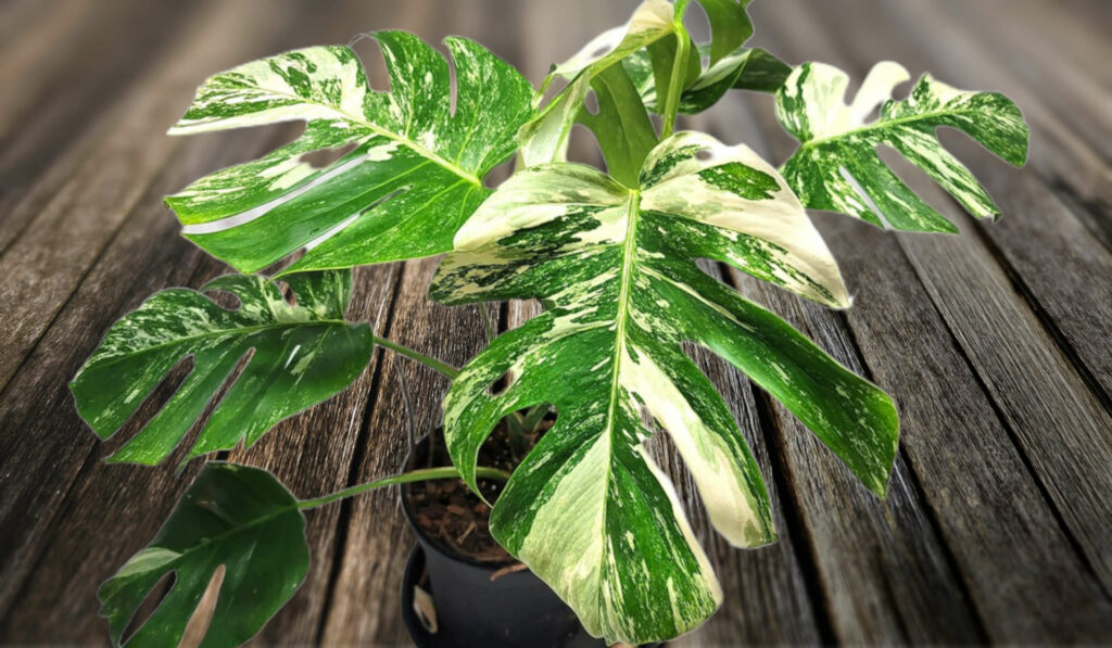 Maintaining Size and Appearance - Caring for Your Monstera Variegata