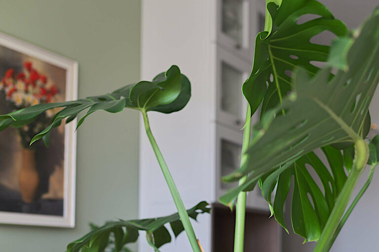 Pruning Your Monstera Plant - a complete guide