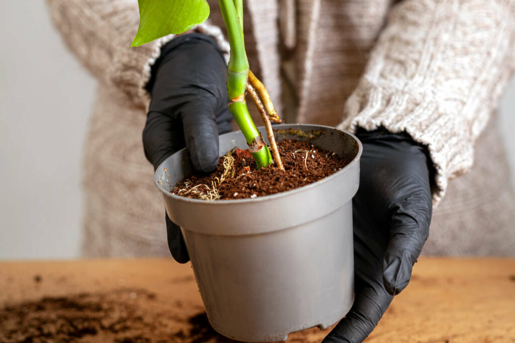 repotting your monstera