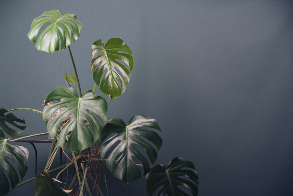 Tips for encouraging healthy monstera leaf growth