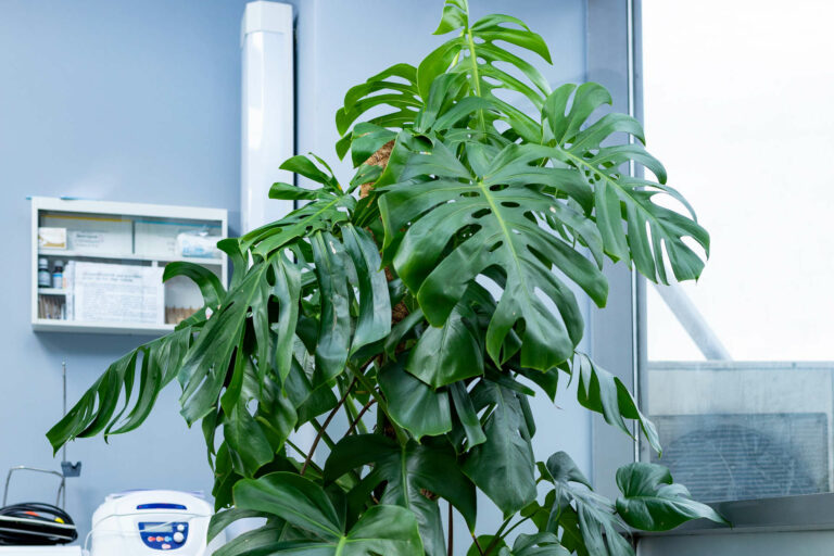 Top 6 Most Popular Monstera Plants for Your Home