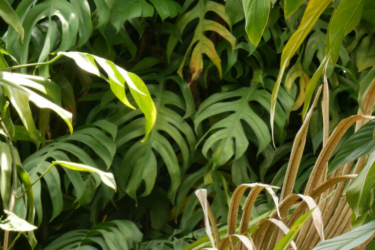 Tropical Monstera Deliciosa Variegata