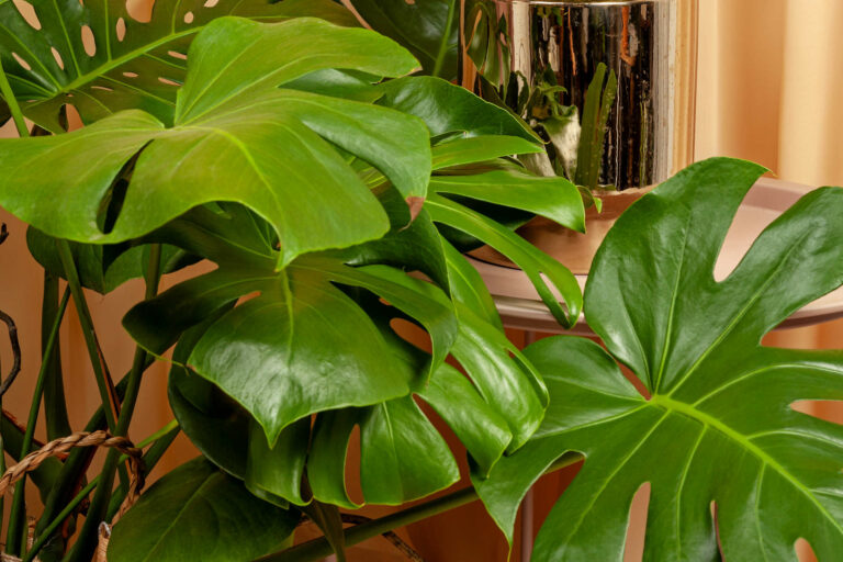 Understanding Humidity for Monstera Plants