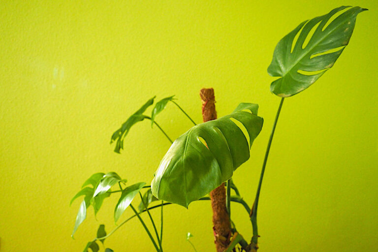 How to Encourage a Monstera Plant to Produce More Leaves