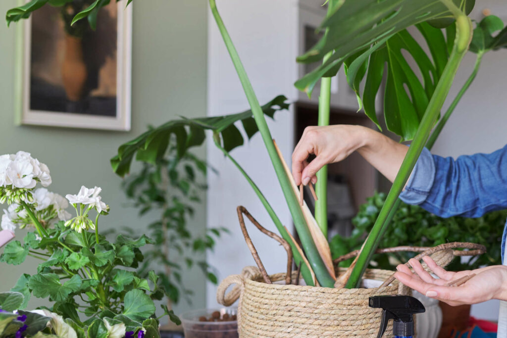 What type of soil or potting mix is best for a Monstera plant
