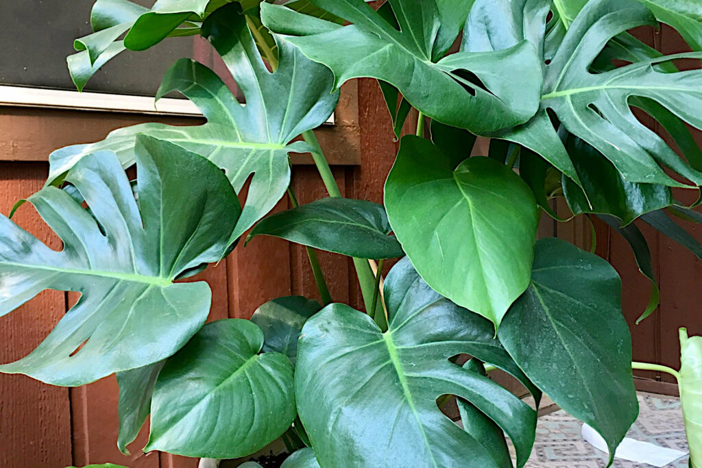 Pruning Your Monstera Plant: A Complete Guide - Plant Care Simplified