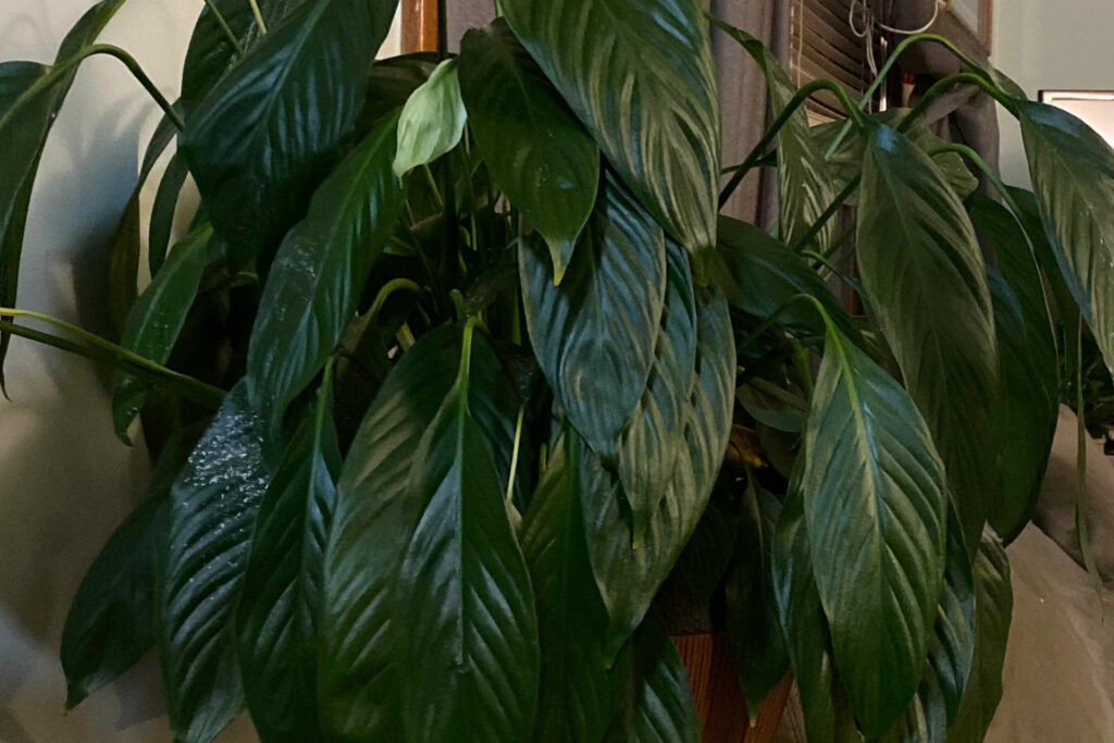 causes of drooping peace lily