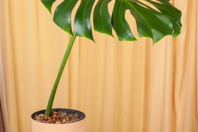 How often should I water my Monstera plant? The Ultimate Guide to Watering Your Monstera Plant