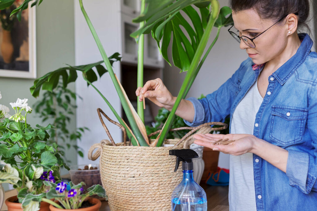 Mastering the art of fertilizing your monstera plant
