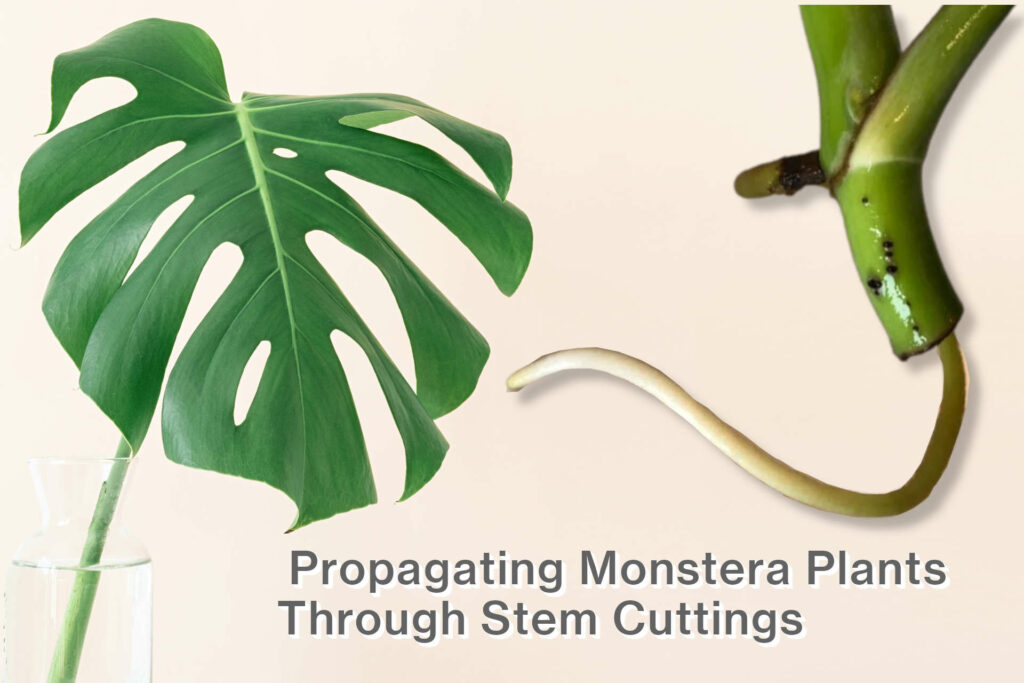 Environmental factors to consider when propagating monstera plants through stem cuttings