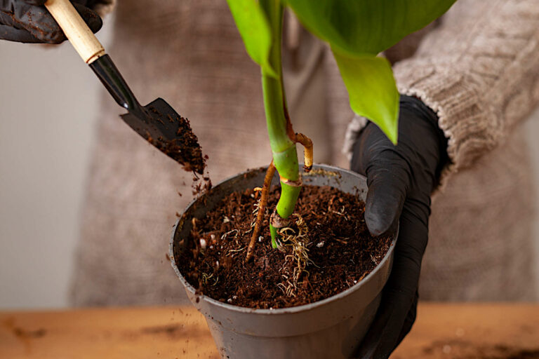 When should you repot a monstera plant and what is the correct way to repot it?