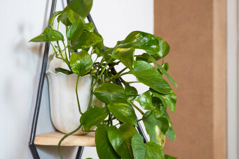 Best Fertilizer for Pothos: Key to its Thriving Beauty