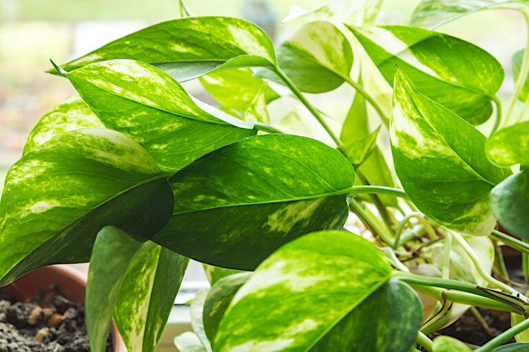 The Ultimate Guide to the Different Varieties of Pothos Plant