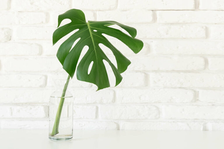 The Secret to Propagating Monstera Plants Through Stem Cuttings