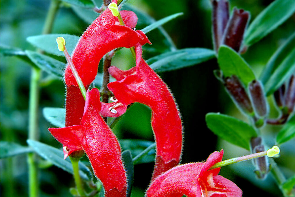 Aeschynanthus Radicans - Lipstick Plant Conservation