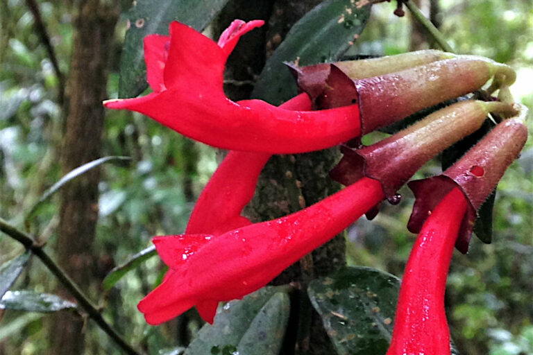 Aeschynanthus Radicans - Lipstick Plant flower