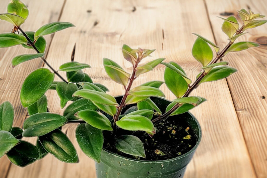 Nurturing and Caring for Your Lipstick Plant (Aeschynanthus)