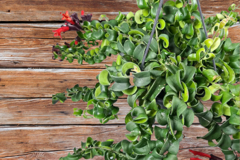 Pruning a Curly Lipstick Plant