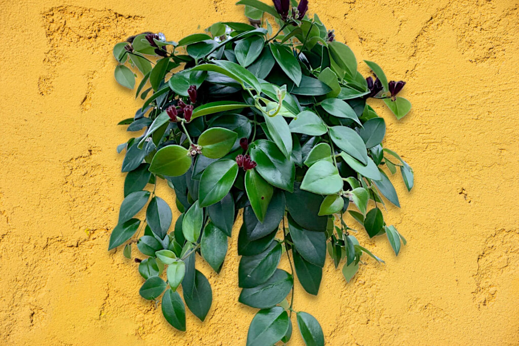 Lipstick Plant Climbing: Blend In or Stand Out?
