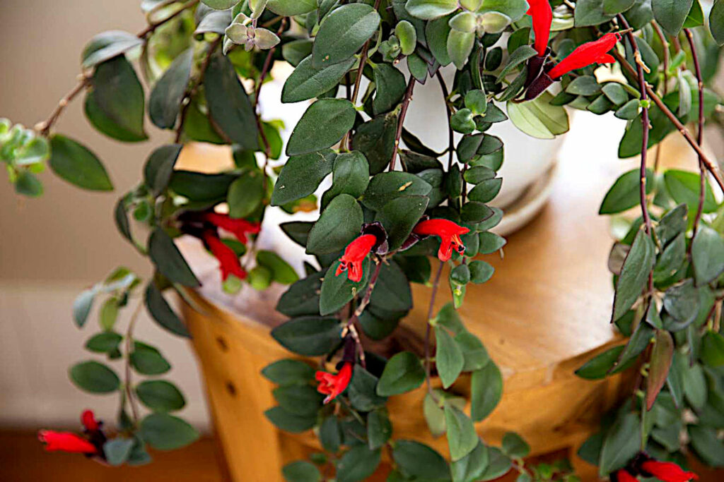 Timing of pruning a lipstick plant