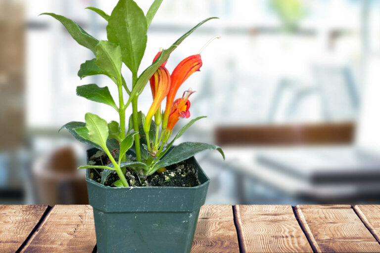 What Is the Average Lifespan of A Lipstick Plant?