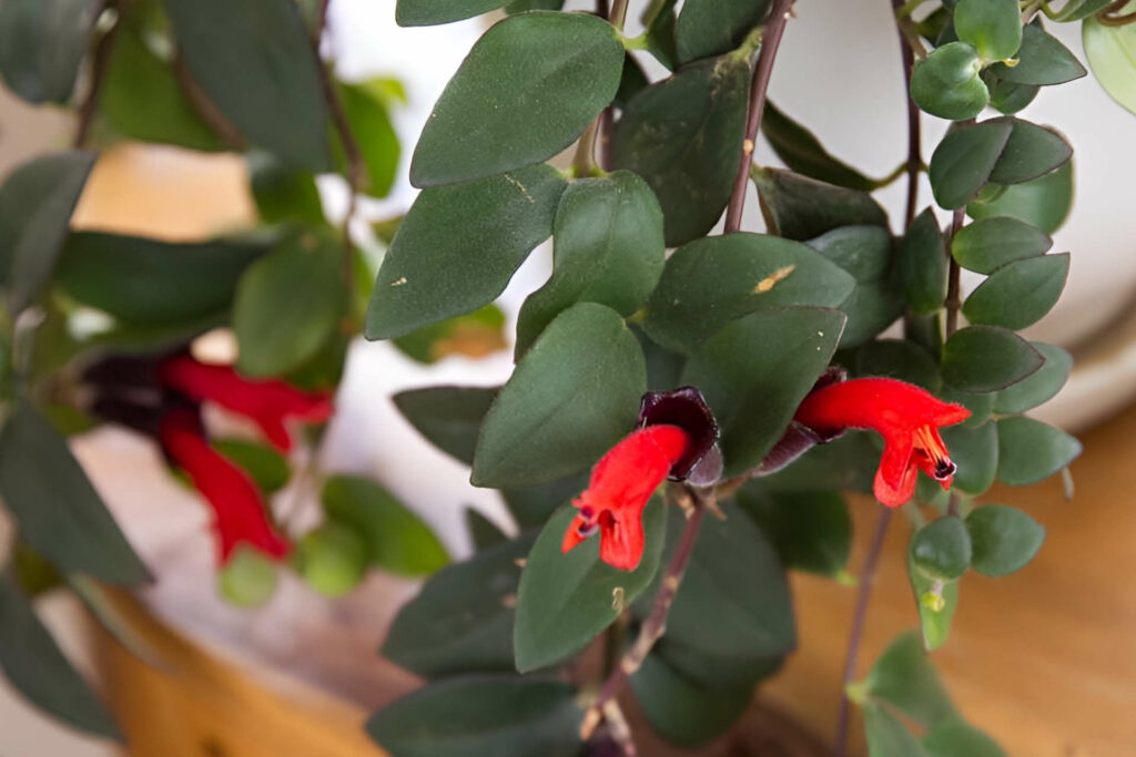 Benefits of Owning a Lipstick Plant - Plant Care Simplified