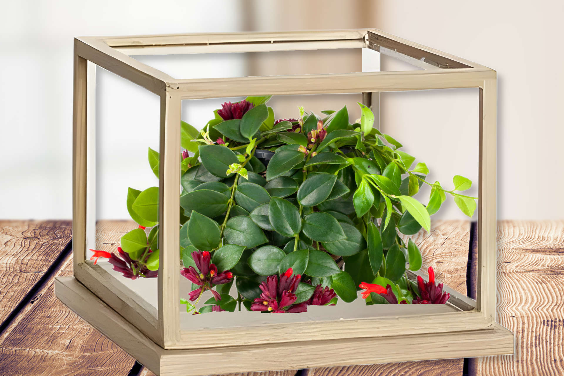 Growing Lipstick Plants in Terrariums - Plant Care Simplified 