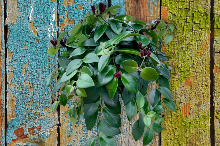 Growing a Lipstick Plant from Seed
