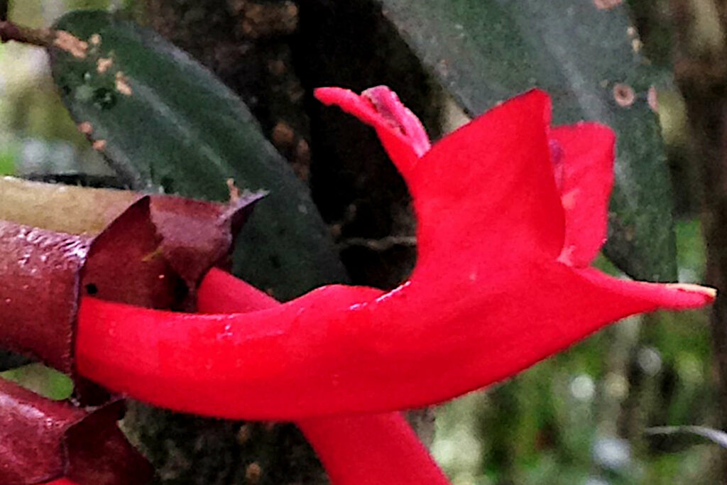 Increasing the Lifespan of A Lipstick Plant
