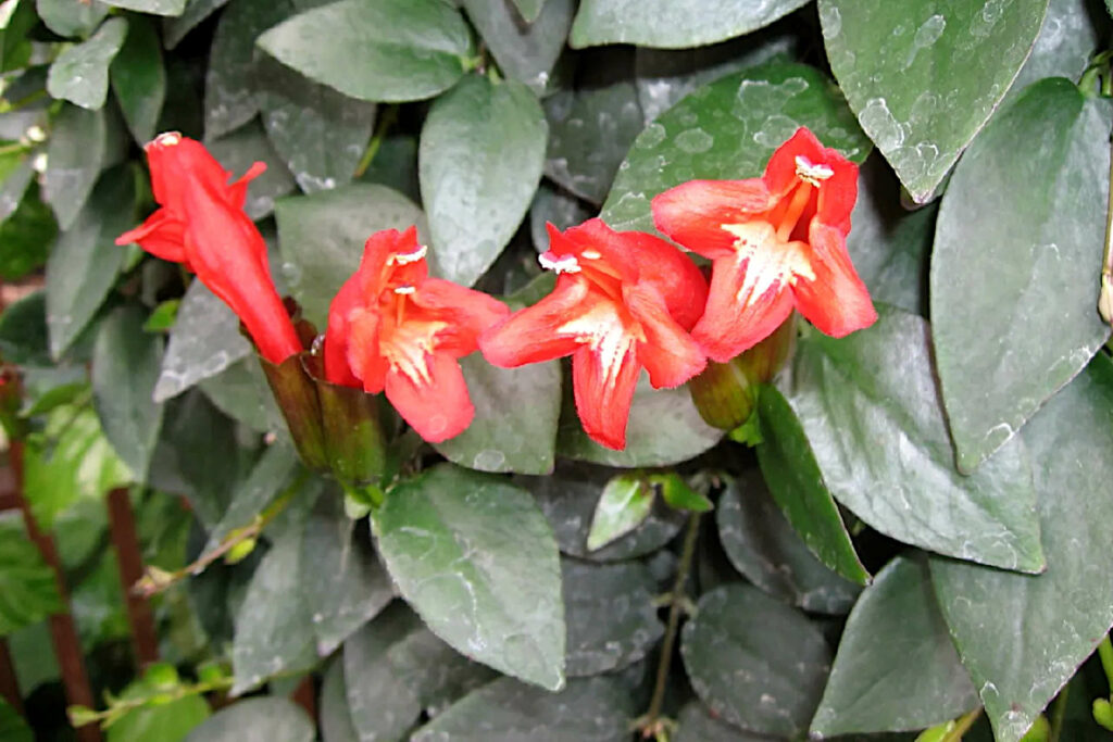 Steps for Properly Acclimating Lipstick Plants to the Outdoors