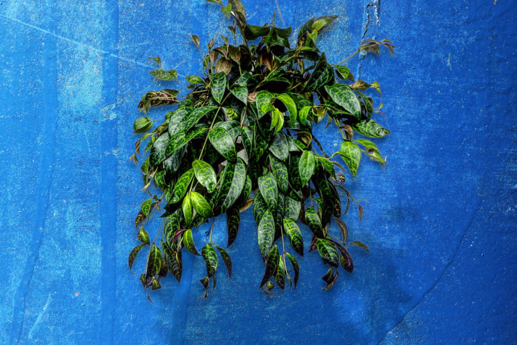 What Is the Average Lifespan of A Lipstick Plant