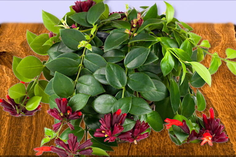 When to Repot Your Lipstick Plant