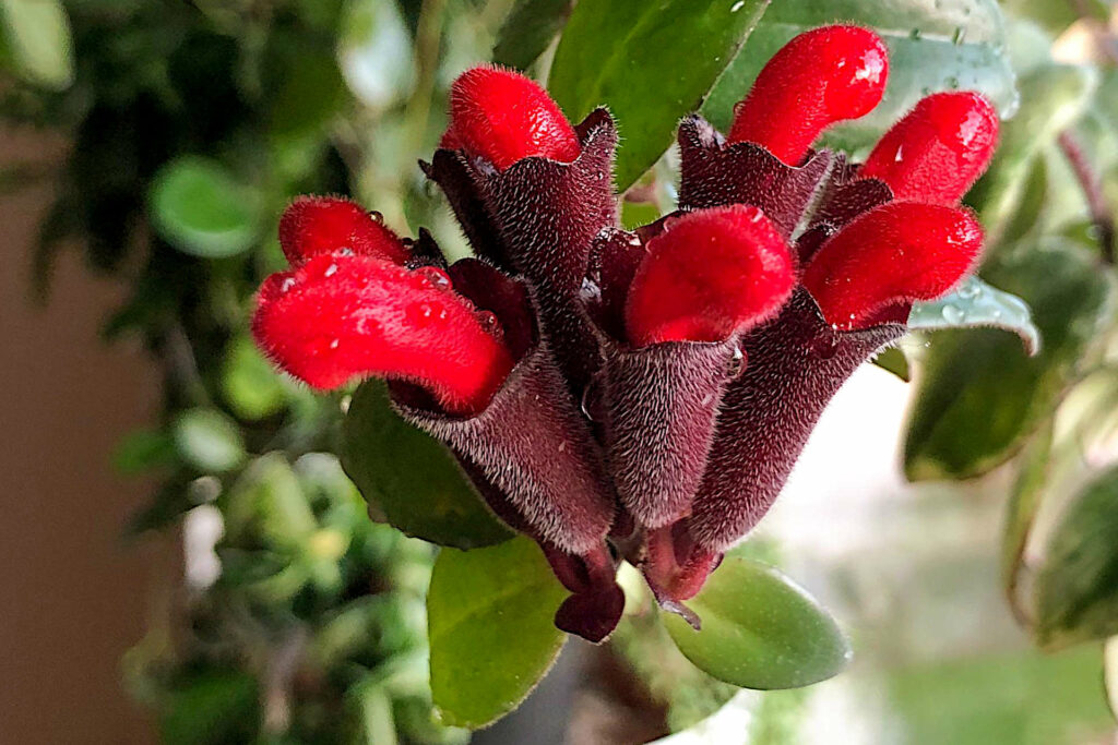 getting lipstick plant to bloom - ensure adequate bright, indirect light