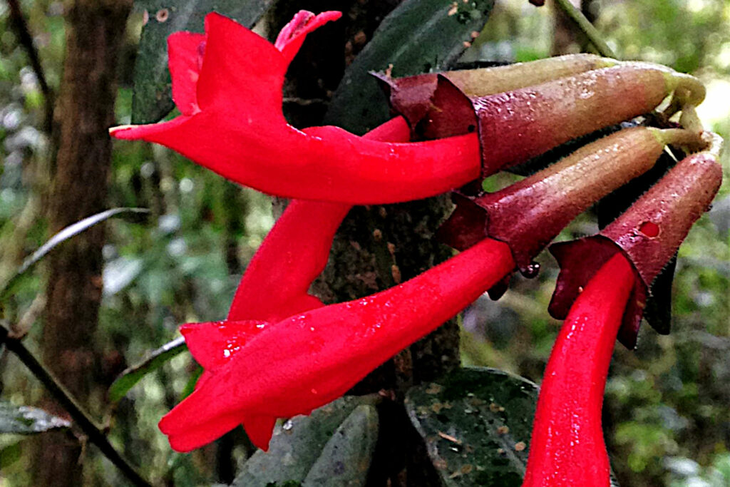 Black Pagoda Lipstick Plant: lipstick plant flowering