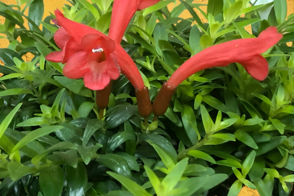 Aeschynanthus Japhrolepis - Ashamed Flower