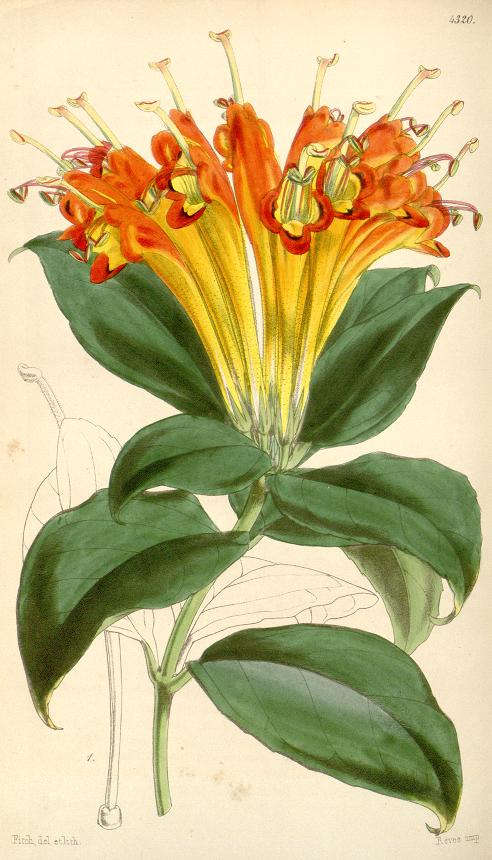 Lipstick Plant (Aeschynanthus speciosus)