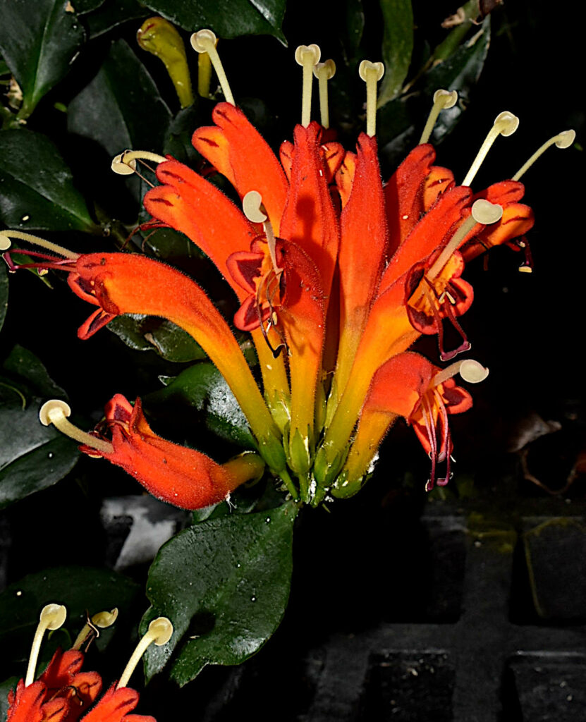 The Showy Lipstick Plant (Aeschynanthus speciosus)